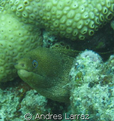 MORAY EEL
 by Andres Larraz 
